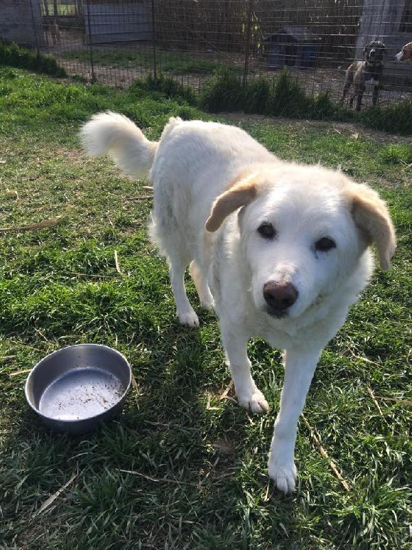 Cotone, morbidone compatibile con i bambini Foto 7